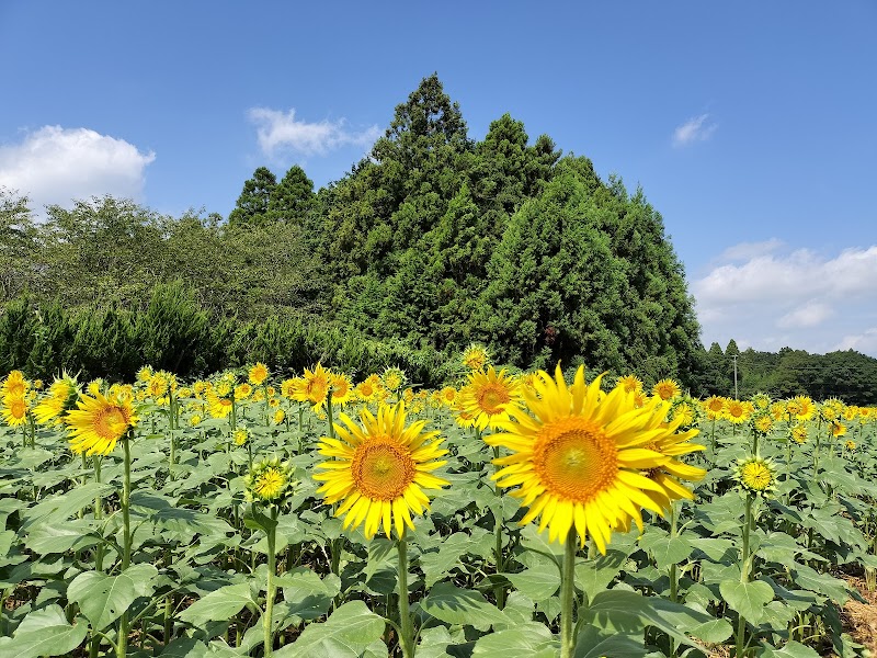 成田ゆめ牧場