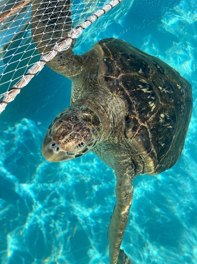 ウミガメの浜