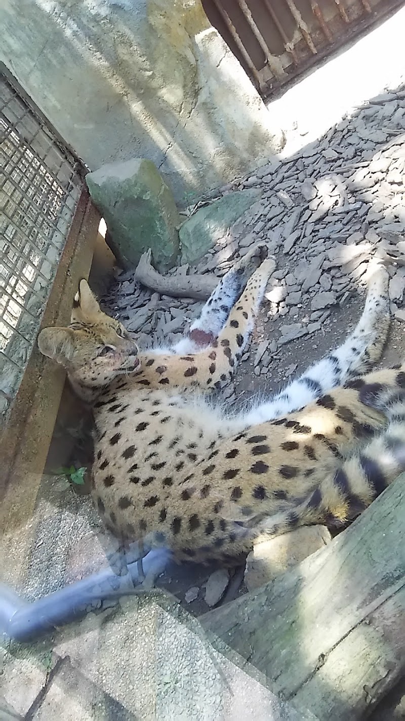 サバンナ