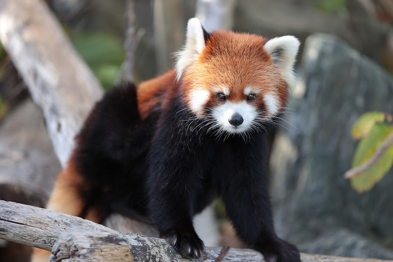 札幌市円山動物園