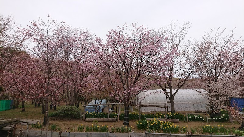 さくら公園