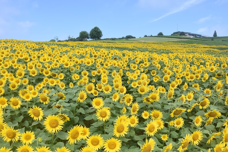 兵庫県立公園あわじ花さじきの写真