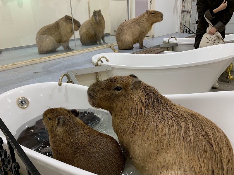 アニタッチみなとみらい