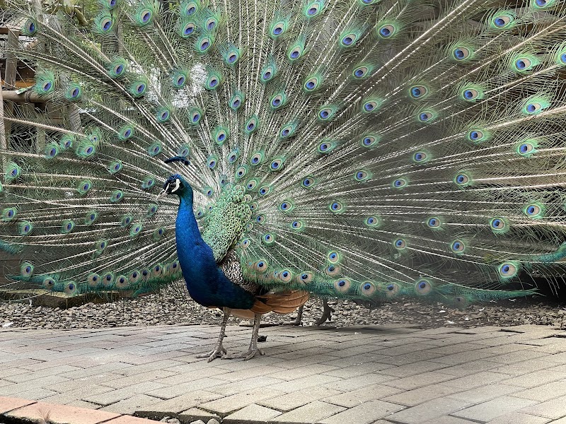 小動物園