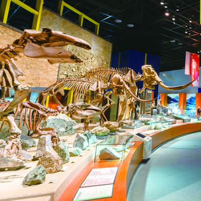 神奈川県立生命の星・地球博物館