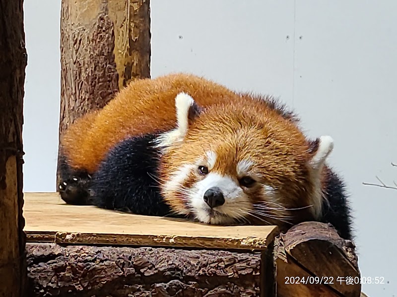 長野市茶臼山動物園