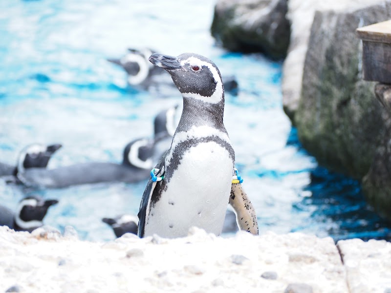 上越市立水族博物館 うみがたり