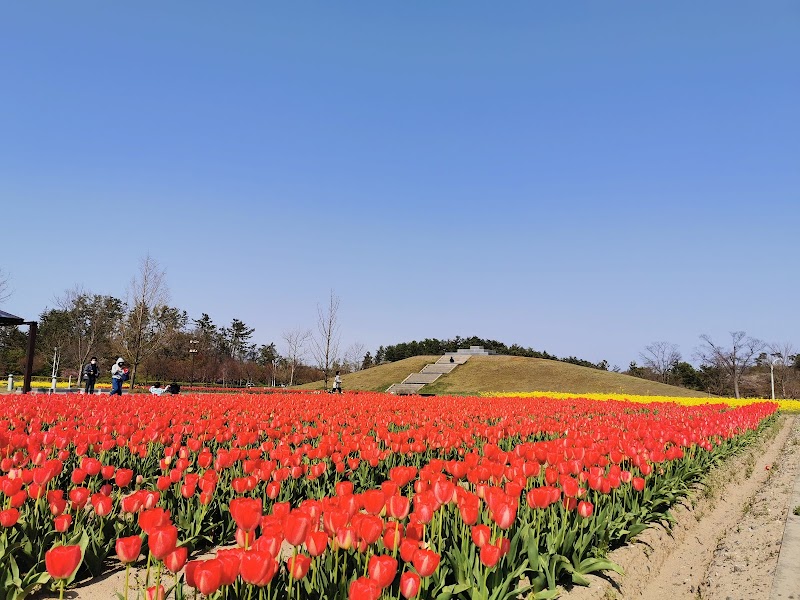 紫雲寺記念公園チューリップ広場
