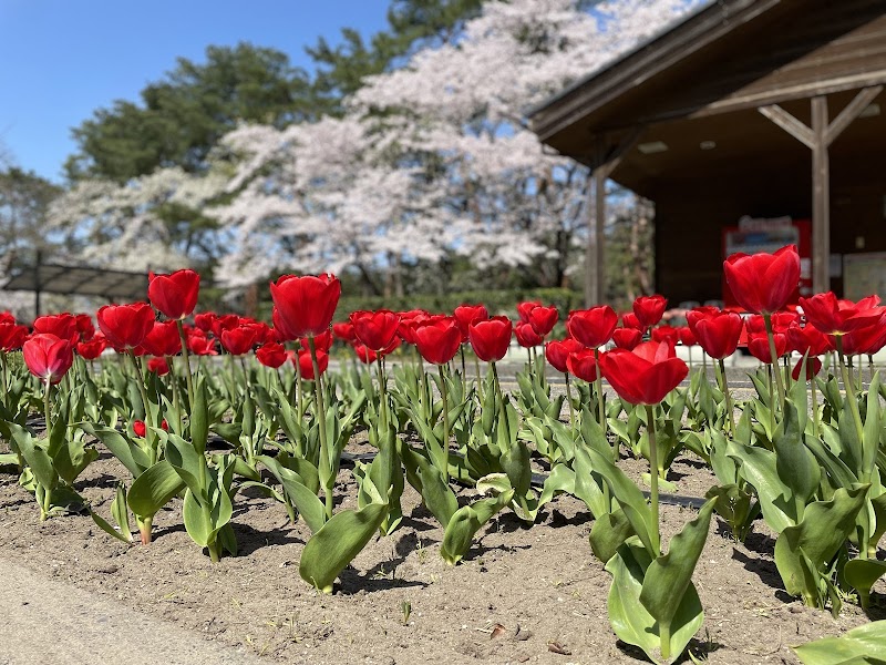 新潟県立紫雲寺記念公園