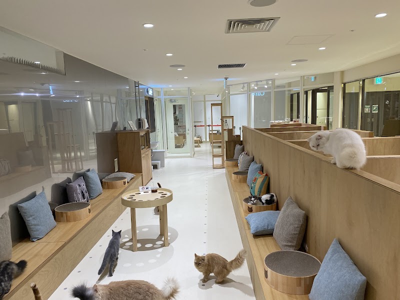 Cat Cafe MOFF 天王寺ミオ店