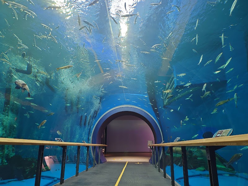 琵琶湖博物館