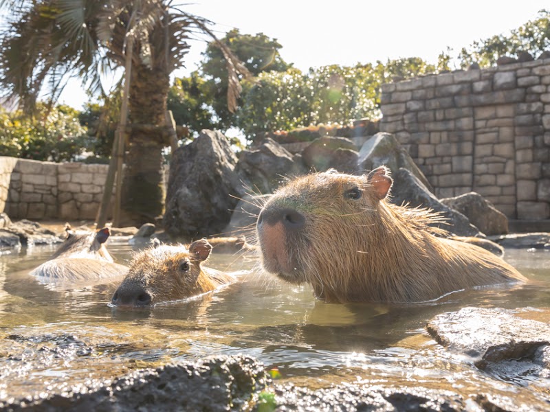 元祖 カピバラの露天風呂
