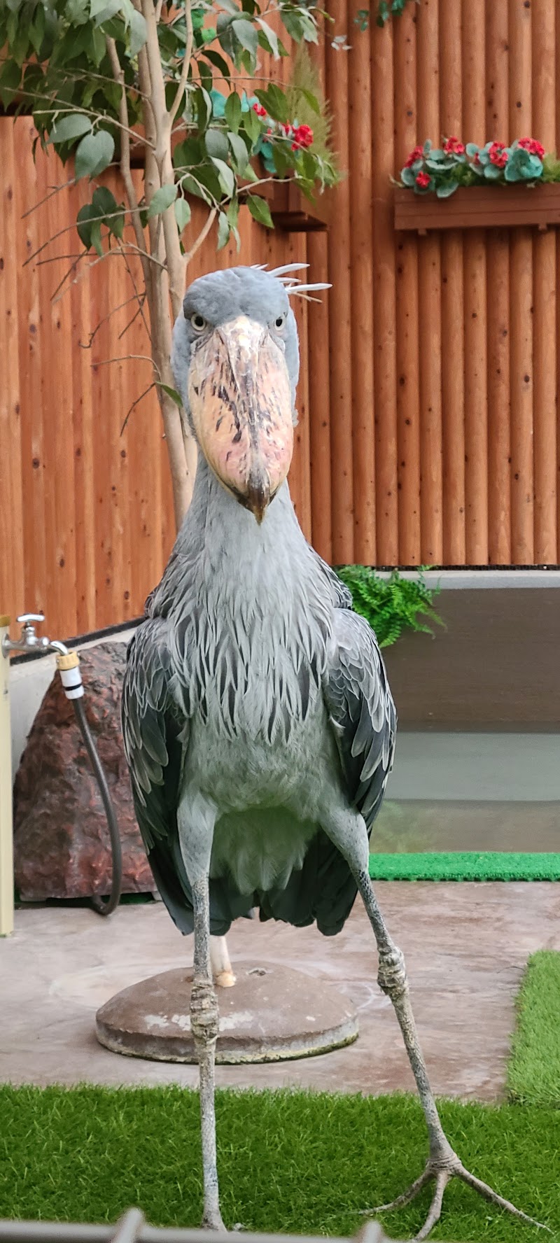 ハシビロコウの森