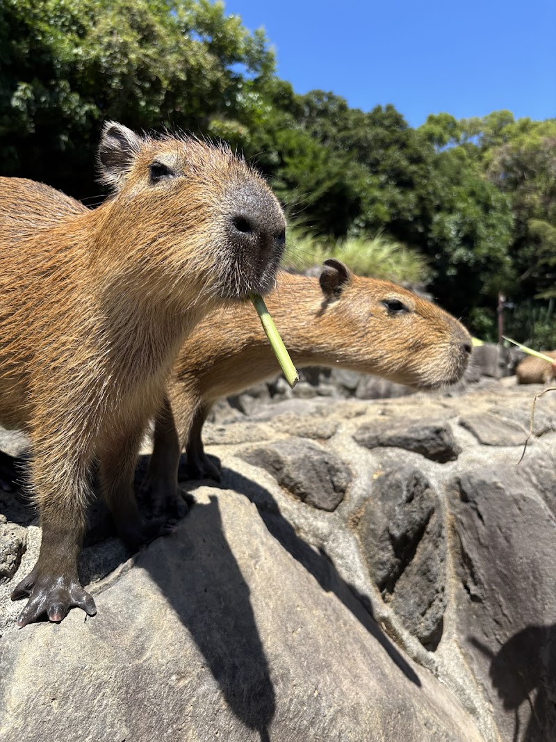 カピバラ虹の広場