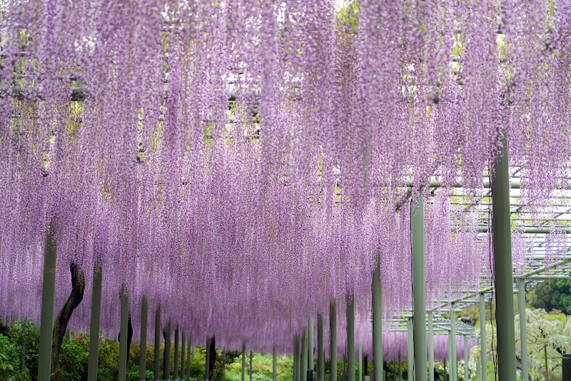 はままつフラワーパークの写真