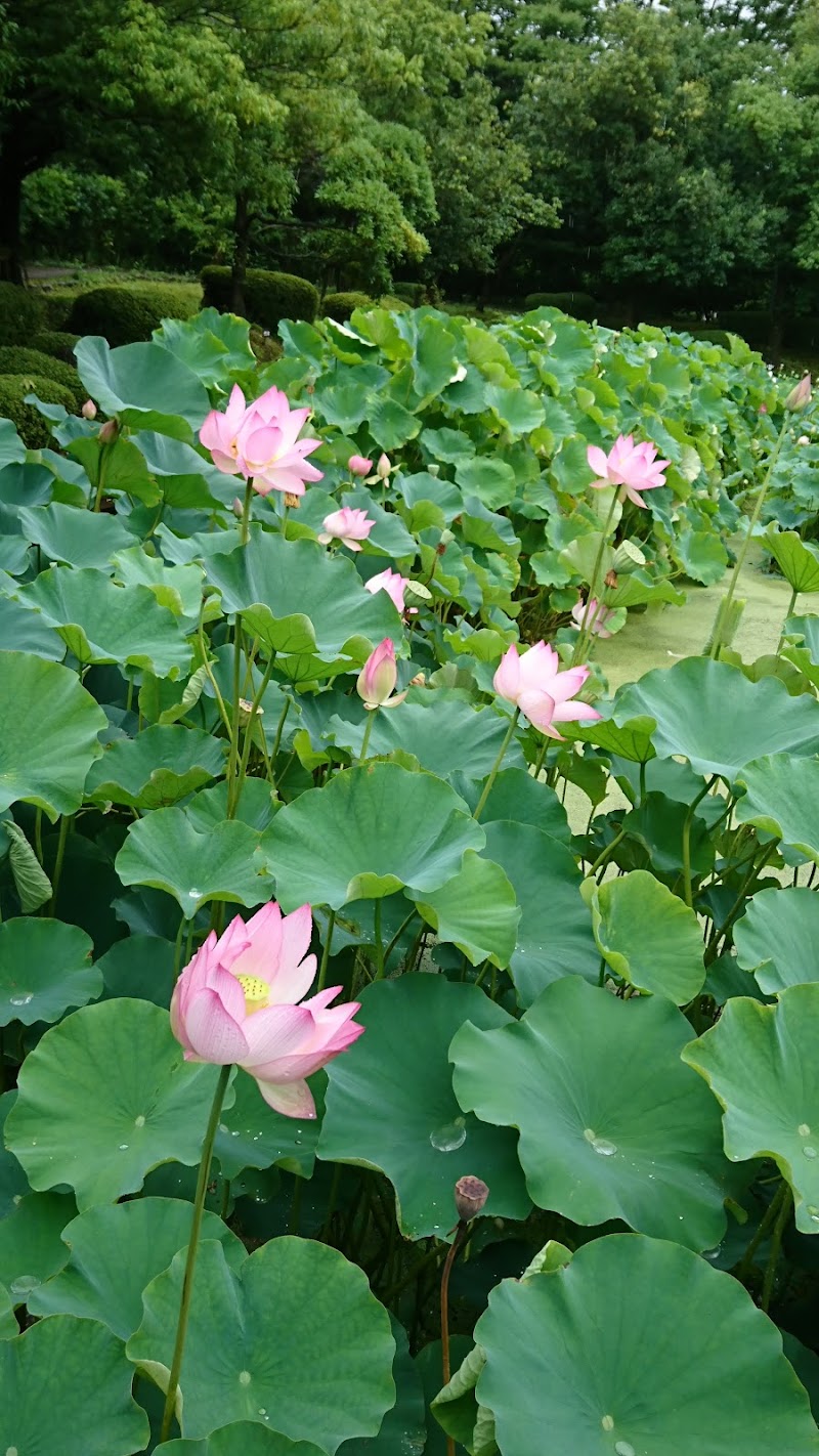 伯耆古代の丘公園