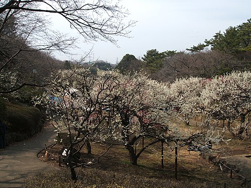 大倉山公園