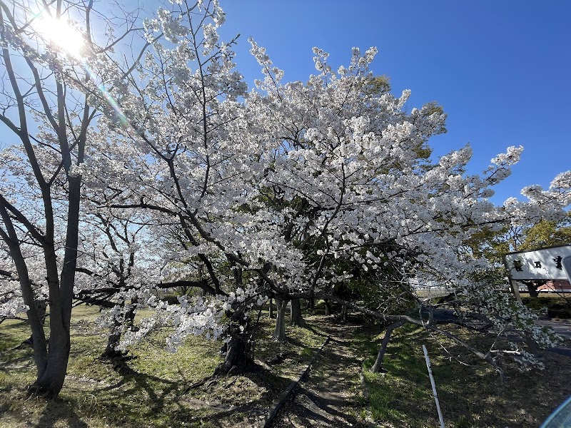 桜の森